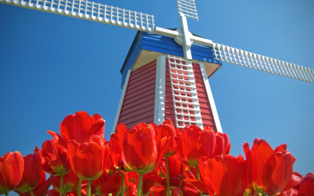 tulips-amsterdam_00405145